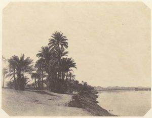 Studies of Date Palms by John Beasly Greene